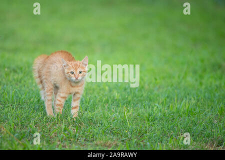 I giovani orange cat permanente sulla verde erba e guardando la paura Foto Stock