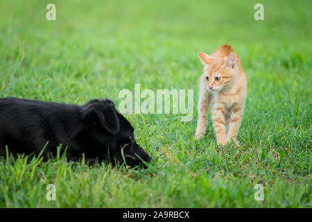 I giovani orange cat permanente sulla verde erba e guardando i paura a cane nero Foto Stock