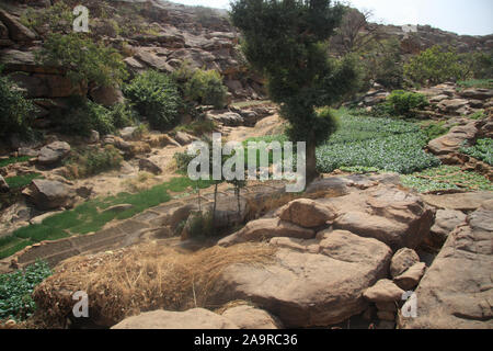 Paese Dogon : villaggio di Ambakele Foto Stock