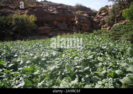 Paese Dogon : villaggio di Ambakele Foto Stock