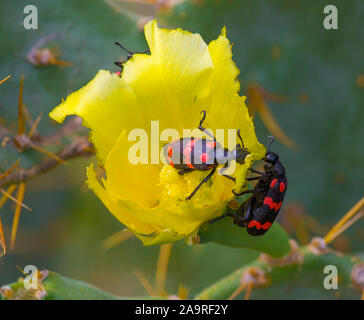 Blister di Coleotteri munching su il fiore di cactus Foto Stock