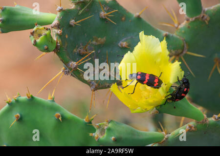Blister di Coleotteri munching su il fiore di cactus Foto Stock