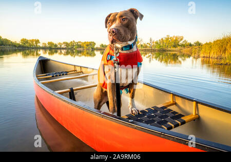 Pit bull cane in un giubbotto di salvataggio in un rosso canoe su di un lago calmo in Colorado in scenario autunnale, ricreazione con il concetto di pet Foto Stock