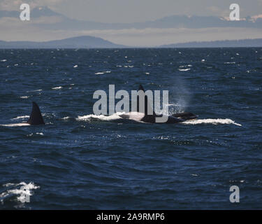 Ricerca di Orcas al largo di Vancouver Foto Stock