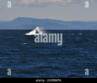 Ricerca di Orcas al largo di Vancouver Foto Stock