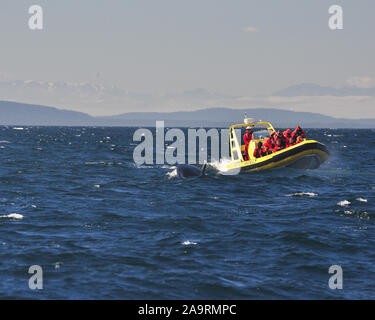 Ricerca di Orcas al largo di Vancouver Foto Stock