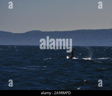 Ricerca di Orcas al largo di Vancouver Foto Stock