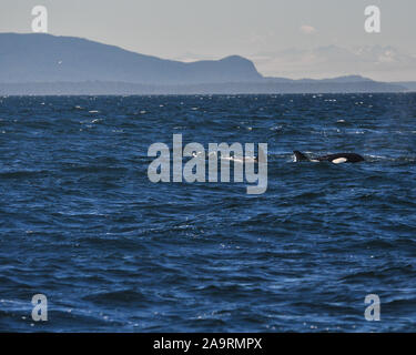 Ricerca di Orcas al largo di Vancouver Foto Stock