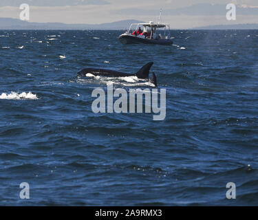 Ricerca di Orcas al largo di Vancouver Foto Stock