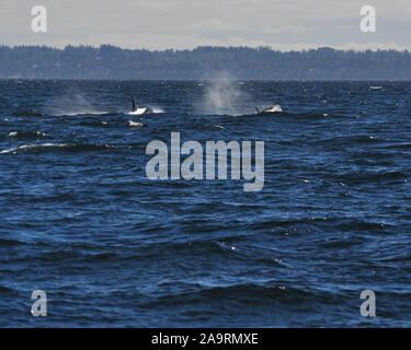 Ricerca di Orcas al largo di Vancouver Foto Stock