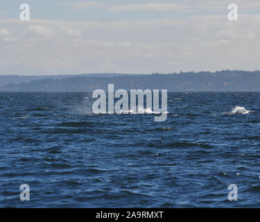 Ricerca di Orcas al largo di Vancouver Foto Stock