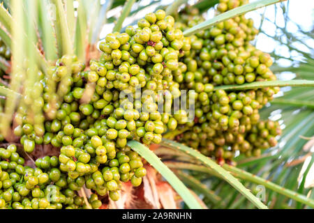 Frutti di date verde crescere su un albero di palma nella luce del mattino closeup, sfondo in blur con copia spazio. Foto Stock