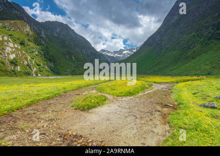 Bellissimo prato alpino tappezzato di giallo fiori selvaggi e attraversato da un flusso glaciale. Idillica valle di montagna con fiori, tenebrose montagne. Foto Stock