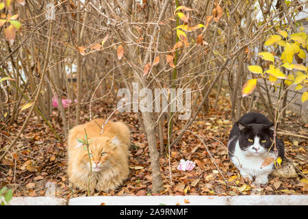 Due gatti amichevoli sono appoggiate su foglie di autunno Foto Stock