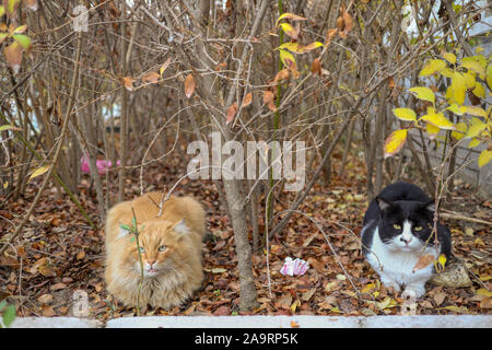 Due gatti amichevoli sono appoggiate su foglie di autunno Foto Stock