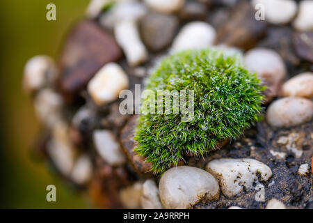 Brina su una piccola mospy appeso su un recinto di pietra Foto Stock