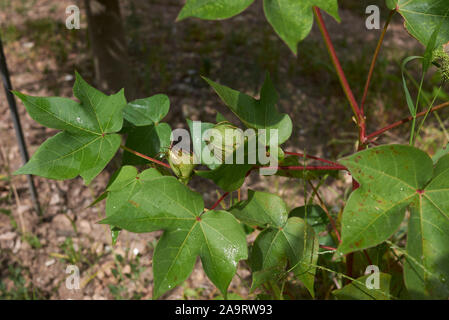 Gossypium herbaceum, Levante cotone con fiori freschi e frutta Foto Stock