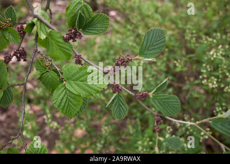 Il fogliame fresco di hamamelis virginiana arbusto Foto Stock