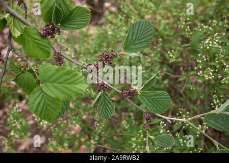 Il fogliame fresco di hamamelis virginiana arbusto Foto Stock