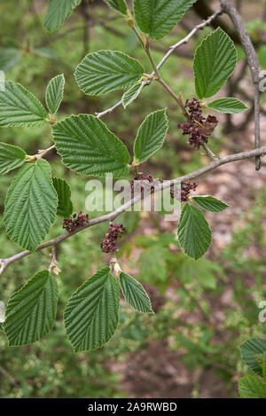 Il fogliame fresco di hamamelis virginiana arbusto Foto Stock