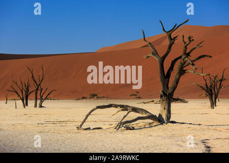 Sagome di secco di alberi centenari nel deserto tra dune di sabbia rossa. Surreale inusuali paesaggi alieni morti con scheletri di alberi. Deadvlei, Na Foto Stock