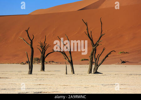 Sagome di secco di alberi centenari nel deserto tra dune di sabbia rossa. Surreale inusuali paesaggi alieni morti con scheletri di alberi. Deadvlei, Na Foto Stock