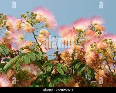 Fioritura Albizia, nome latino: Albizia julibrissin, sottofamiglia Mimosoideae della famiglia Fabaceae. Questi alberi o arbusti sono comunemente chiamati anche: seta Foto Stock