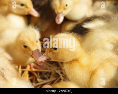 Gruppo di divertenti piccolo giallo anatroccoli sulla lettiera di paglia Foto Stock