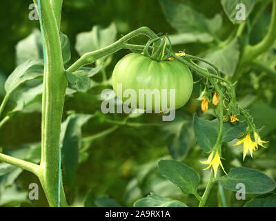 Verde di grandi dimensioni di pomodoro acerbo closeup crescente in giardino Foto Stock