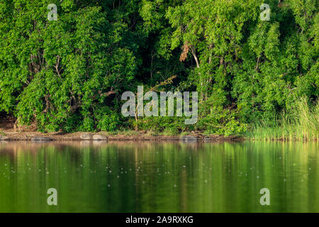 Rivestimento liscio lontra famiglia giocando a riva del fiume ramganga. natura tela in acqua calma con la riflessione a jim corbett national park in India Foto Stock