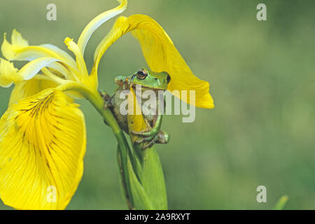 Europaeischer Laubfrosch auf Wasserlilie Foto Stock