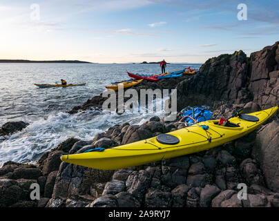 Lamb Island, Firth of Forth, Scozia, Regno Unito. 17 Nov 2019. Gita in kayak sul mare di Lothian all'Isola di Lamb. Il club di kayak di mare fa un viaggio durante l'inverno ogni anno per ‘mpermettere bash' di liberare l'isola di mallow albero che impedisce ai puffins di fare i burrows. L'isola è difficile da atterrare in barca ma accessibile in kayak, anche se l'inontridamento rende difficile tornare in kayak Foto Stock