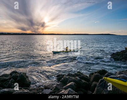 Lamb Island, Firth of Forth, Scozia, Regno Unito. 17 Nov 2019. Gita in kayak sul mare di Lothian all'Isola di Lamb. Il club di kayak di mare fa un viaggio durante l'inverno ogni anno per ‘mpermettere bash' di liberare l'isola di mallow albero che impedisce ai puffins di fare i burrows. L'isola è difficile da atterrare in barca ma accessibile in kayak, anche se l'inontridamento rende difficile tornare in kayak Foto Stock