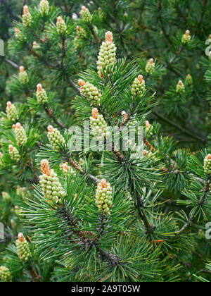 Albero di pino con il nuovo cono di polline in primavera Foto Stock