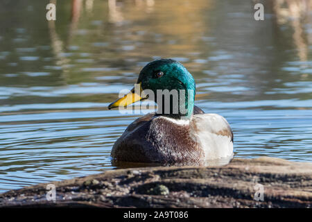 Close up di coloratissimi Mallard duck su acqua vicino sommerso moncone di legno Foto Stock