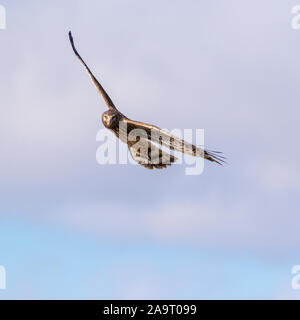 Close up di Northern Harrier hawk in volo guardando la fotocamera Foto Stock