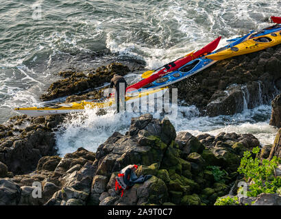 Lamb Island, Firth of Forth, Scozia, Regno Unito. 17 Nov 2019. Gita in kayak sul mare di Lothian all'Isola di Lamb. Il club di kayak di mare fa un viaggio durante l'inverno ogni anno per ‘mpermettere bash' di liberare l'isola di mallow albero che impedisce ai puffins di fare i burrows. L'isola è difficile da atterrare in barca ma accessibile in kayak, anche se l'inontridamento rende difficile tornare in kayak Foto Stock