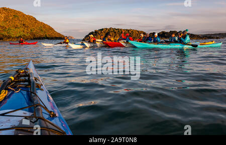 Lamb Island, Firth of Forth, Scozia, Regno Unito. 17 Nov 2019. Gita in kayak sul mare di Lothian all'Isola di Lamb. Il club di kayak di mare fa un viaggio durante l'inverno ogni anno per ‘mpermettere bash' di sbarazzarsi l'isola di mallow albero. L'isola è difficile da atterrare in barca ma accessibile in kayak. Il gruppo torna a North Berwick al tramonto Foto Stock