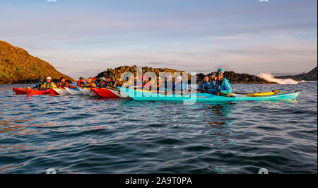 Lamb Island, Firth of Forth, Scozia, Regno Unito. 17 Nov 2019. Gita in kayak sul mare di Lothian all'Isola di Lamb. Il club di kayak di mare fa un viaggio durante l'inverno ogni anno per ‘mpermettere bash' di sbarazzarsi l'isola di mallow albero. L'isola è difficile da atterrare in barca ma accessibile in kayak. Il gruppo torna a North Berwick al tramonto Foto Stock