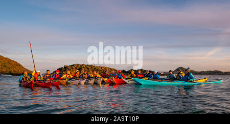 Lamb Island, Firth of Forth, Scozia, Regno Unito. 17 Nov 2019. Gita in kayak sul mare di Lothian all'Isola di Lamb. Il club di kayak di mare fa un viaggio durante l'inverno ogni anno per ‘mpermettere bash' di sbarazzarsi l'isola di mallow albero. L'isola è difficile da atterrare in barca ma accessibile in kayak. Il gruppo torna a North Berwick al tramonto Foto Stock