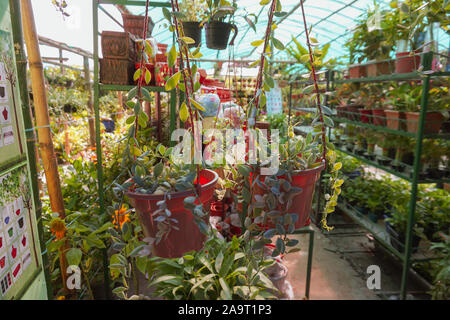 Appendere Pot Vivaio Coltivazione di piante in casa mia giardino sul tetto. Vaso decorativo muro vegetale sul giardino della casa. It;s un bel muro vegetale nel vostro veran Foto Stock