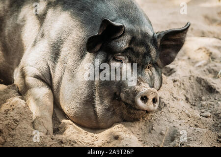 Grande Suino Nero dorme nella sabbia nel cantiere di fattoria. L'allevamento dei suini è il sollevamento e l'allevamento di suini domestici. Si tratta di un ramo di allevamento di animali. I suini sono Rais Foto Stock