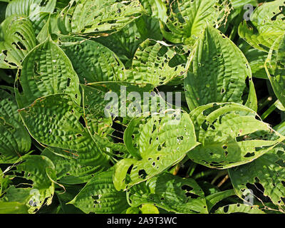 Slug gravi danni su foglie di hosta piante in giardino nella Contea di Durham, England, Regno Unito Foto Stock