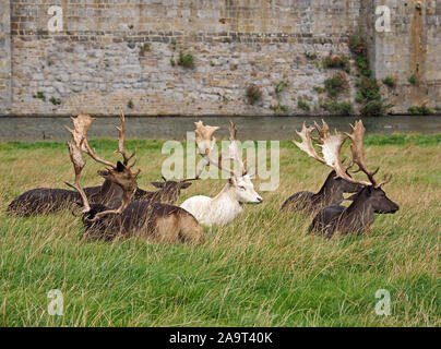 Bianco (leucistic) stag seduta con colore scuro (melanistic) daini (Dama Dama) cervi in un parco dei cervi in Inghilterra, Regno Unito Foto Stock