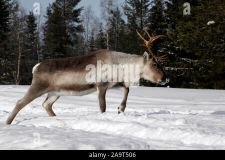 Rentier läuft durch das verschneite Lappland, Finnland Foto Stock