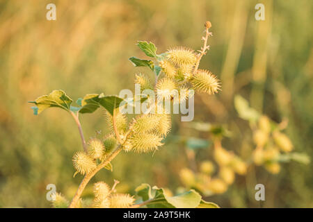 Fiori di Xanthium Strumarium nel giardino estivo. Foto Stock