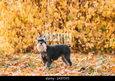 Miniatura Schnauzer cane o Zwergschnauzer divertente in posa all'aperto in autunno il giorno. Foto Stock