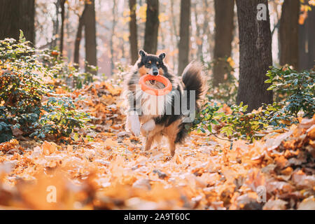 Funny giovane Sheepdog Shetland Sheltie inglese Collie giocando con anello giocattolo in autunno Park. Tricolore ruvida Collie scozzese, Lassie cane che corre in Dry Y Foto Stock