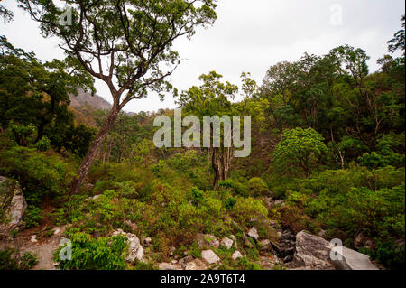 Una fitta foresta a valle Nandhour, Kumaon Hills, Uttarakhand, India Foto Stock