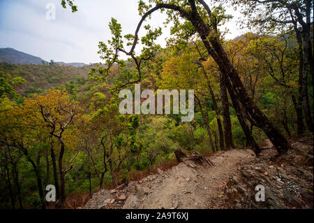 Una fitta foresta a valle Nandhour, Kumaon Hills, Uttarakhand, India Foto Stock